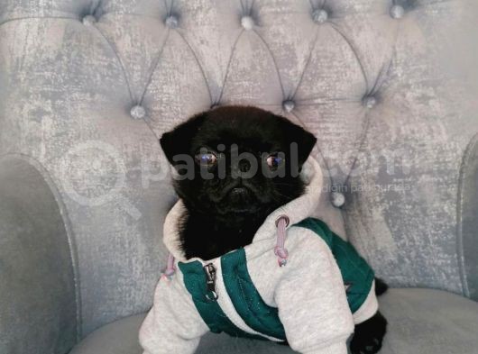 Ev Ortamında Büyüyen Pug Yavrularımız