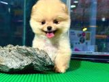 Irk Ve Sağlık Garantili Pomeranian Boo Yavrularımız