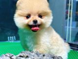 Irk Ve Sağlık Garantili Pomeranian Boo Yavrularımız