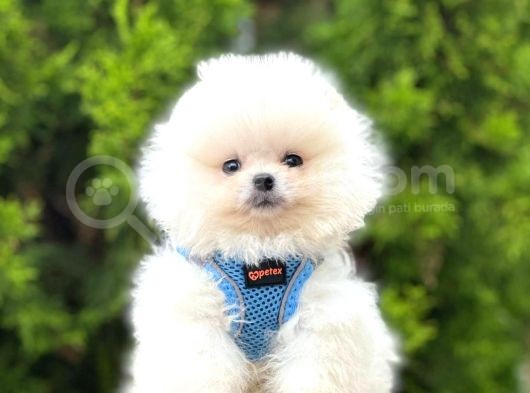 Safkan Pomeranian Boo Yavrularımız görsel