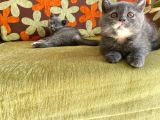 Orji̇nal Bri̇ti̇sh Shorthai̇r Yavrumuz