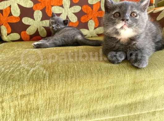 Orji̇nal Bri̇ti̇sh Shorthai̇r Yavrumuz görsel