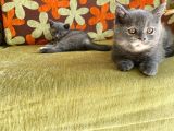 Orji̇nal Bri̇ti̇sh Shorthai̇r Yavrumuz