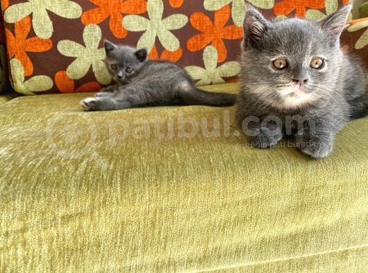 Orji̇nal Bri̇ti̇sh Shorthai̇r Yavrumuz görsel
