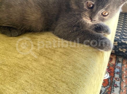 Orji̇nal Bri̇ti̇sh Shorthai̇r Yavrumuz görsel