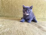 Orji̇nal Bri̇ti̇sh Shorthai̇r Yavrumuz