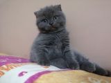Scottish Fold Yavrumuzu Sahiplendiriyoruz