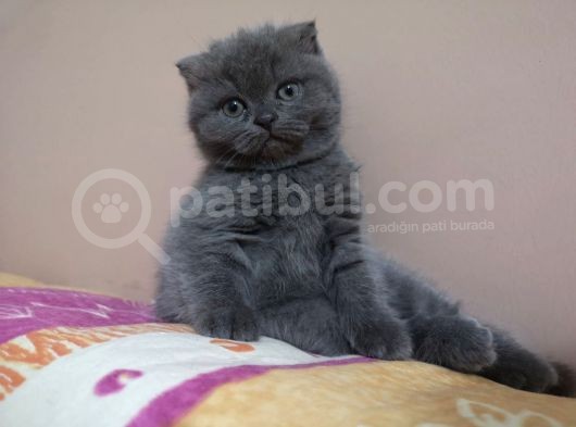 Scottish Fold Yavrumuzu Sahiplendiriyoruz görsel