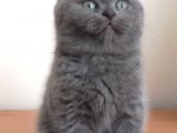 Scottish Fold Yavrumuzu Sahiplendiriyoruz