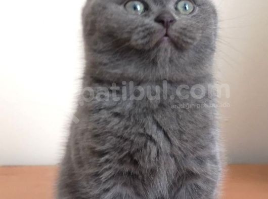Scottish Fold Yavrumuzu Sahiplendiriyoruz görsel