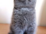 Scottish Fold Yavrumuzu Sahiplendiriyoruz