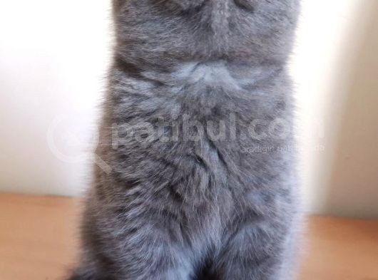 Scottish Fold Yavrumuzu Sahiplendiriyoruz görsel