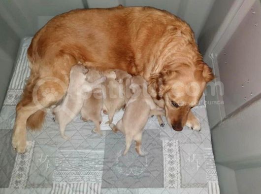 Üreti̇m Çi̇ftli̇ği̇mi̇zden Irk Garanti̇li̇ Golden Yavrular görsel