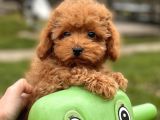 Türki̇yeni̇n en Güzel Toy Poodle Bebekleri̇