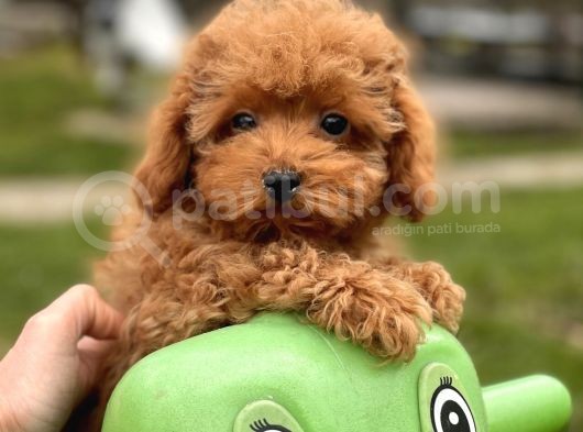 Türki̇yeni̇n En Güzel Toy Poodle Bebekleri̇
