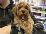 Red Brown Maltipoo