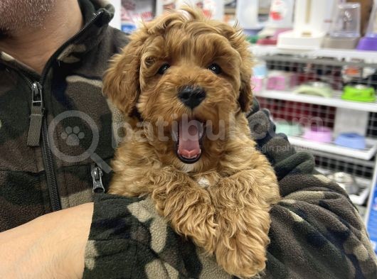 Red Brown Maltipoo görsel