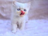 Bal Kedi̇mi̇z İran Persian