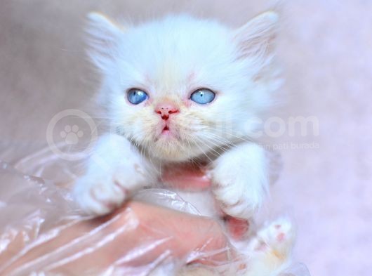 Bembeyaz Chinchilla Yavrumuz
