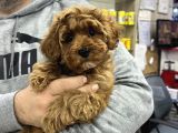 Red Brown Maltipoo