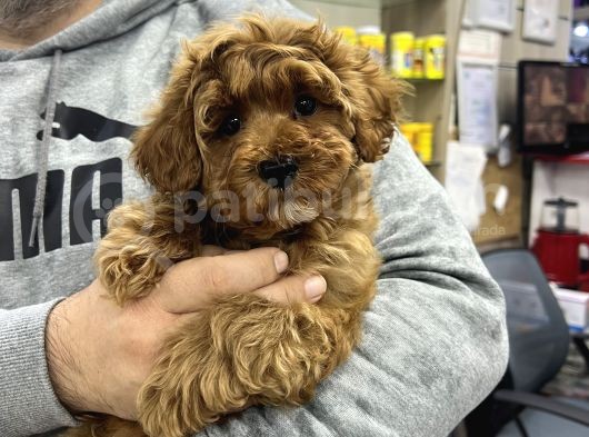 Red Brown Maltipoo görsel