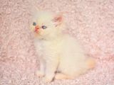Prenses Chinchilla Yavrumuz