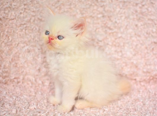 Prenses Chinchilla Yavrumuz
