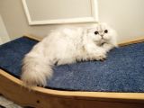 Aci̇lll Yetişkin Ve Yavrular British Longhair