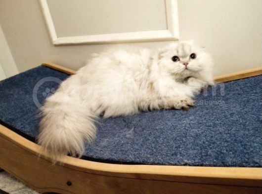 Aci̇lll Yetişkin Ve Yavrular British Longhair görsel