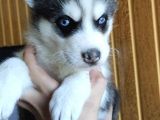 Maviş Gözlü Husky Yavrularımız Burkem Den