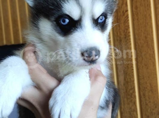 Maviş Gözlü Husky Yavrularımız Burkem Den görsel