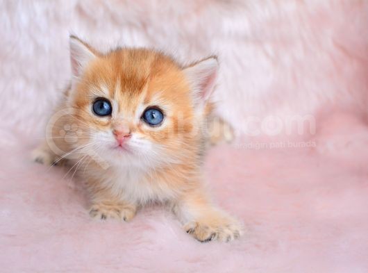Altin Sarisi Golden Ny11 British Shorthair