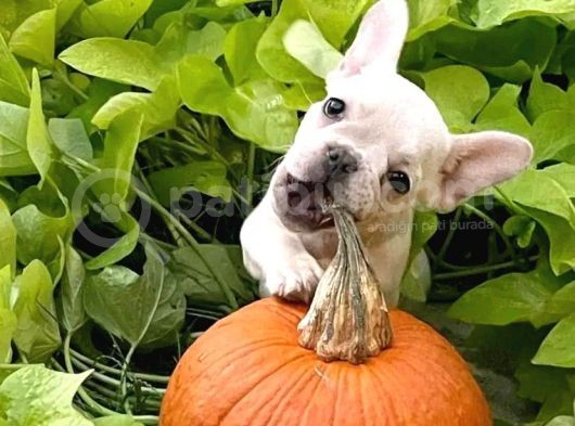 70 Günlük Baby French Bulldog Yavrulari görsel