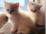 Pamuk Şekerler 2 Aylık British Shorthair