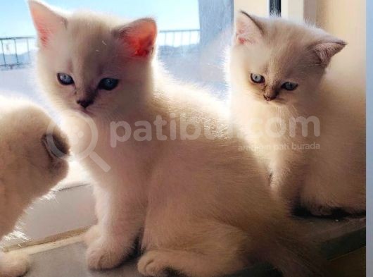 Pamuk Şekerler 2 Aylık British Shorthair görsel