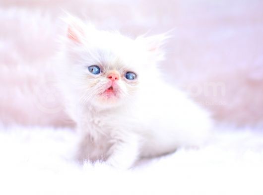 Türünün En Güzeli̇ İran Persian görsel