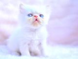 A Sinifi İran Persian