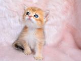 Altin Sarisi Golden Ny11 British Shorthair