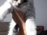 Scottish Fold Dişi Yavrular 