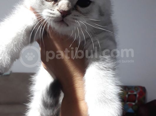 Scottish Fold Dişi Yavrular  görsel