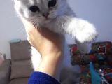 Scottish Fold Dişi Yavrular 