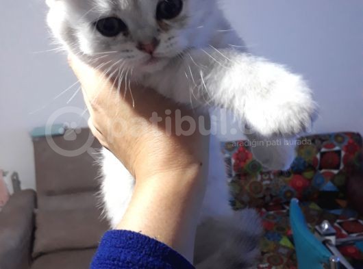 Scottish Fold Dişi Yavrular  görsel