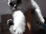 Scottish Fold Dişi Yavrular 