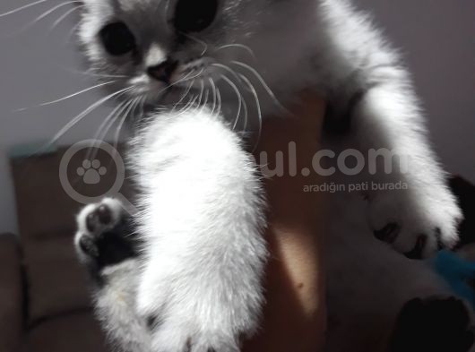 Scottish Fold Dişi Yavrular  görsel