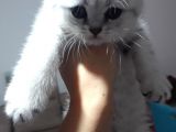 Scottish Fold Dişi Yavrular 
