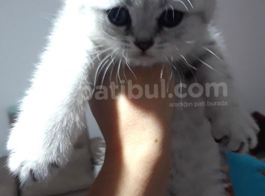 Scottish Fold Dişi Yavrular  görsel