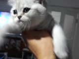 Scottish Fold Dişi Yavrular 