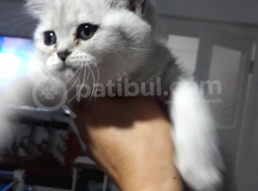 Scottish Fold Dişi Yavrular  görsel