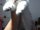 Scottish Fold Dişi Yavrular 