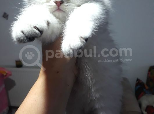 Scottish Fold Dişi Yavrular  görsel